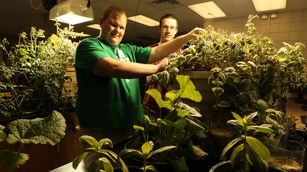 Students grow plants in a lab.