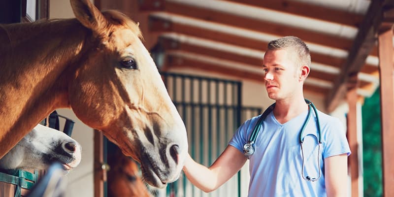 Vet at a farm with a horse.