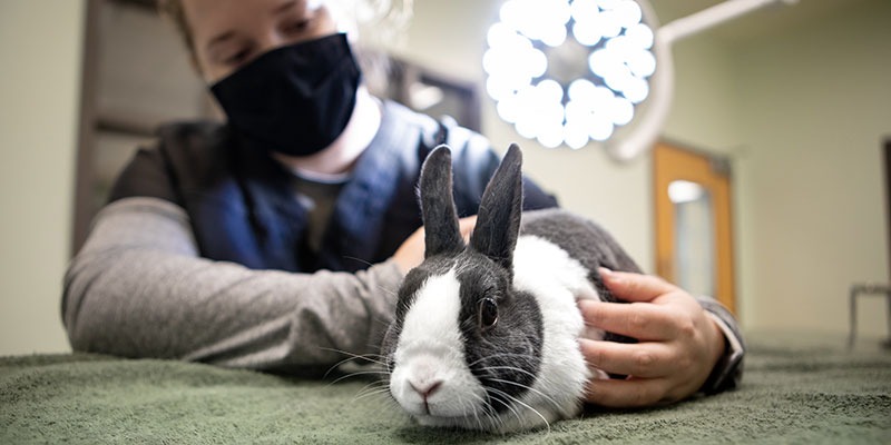 Vet student working with a rabbit
