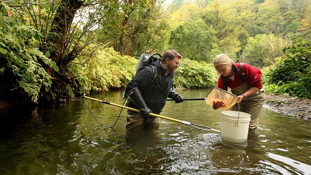 A professor studies fish in a stream to help the community. 